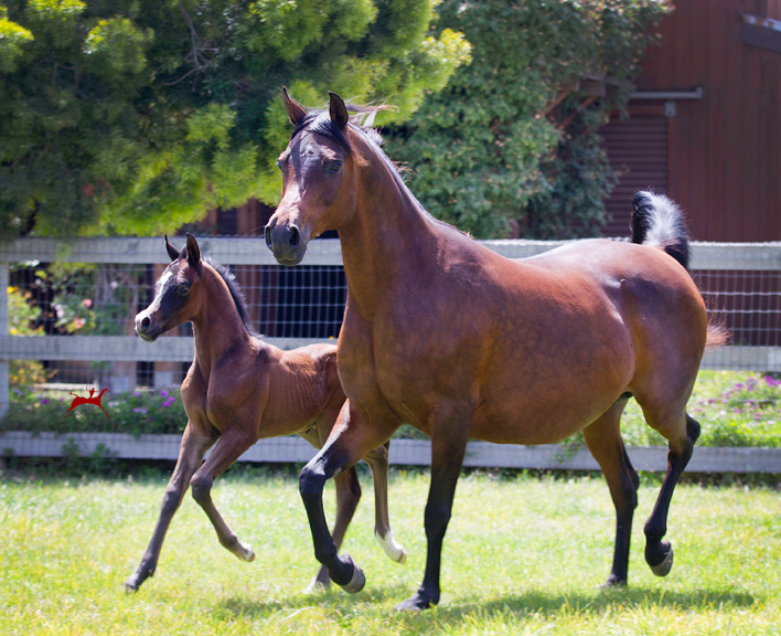 Satine and 2016 Audacious Filly
