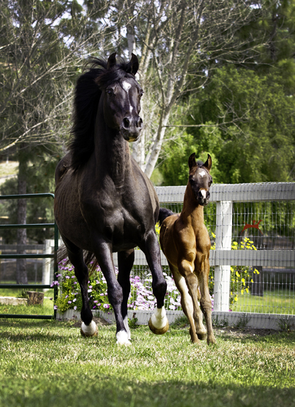 Sweet Silk V and her 2016 Audacious ps colt, Silkwood V